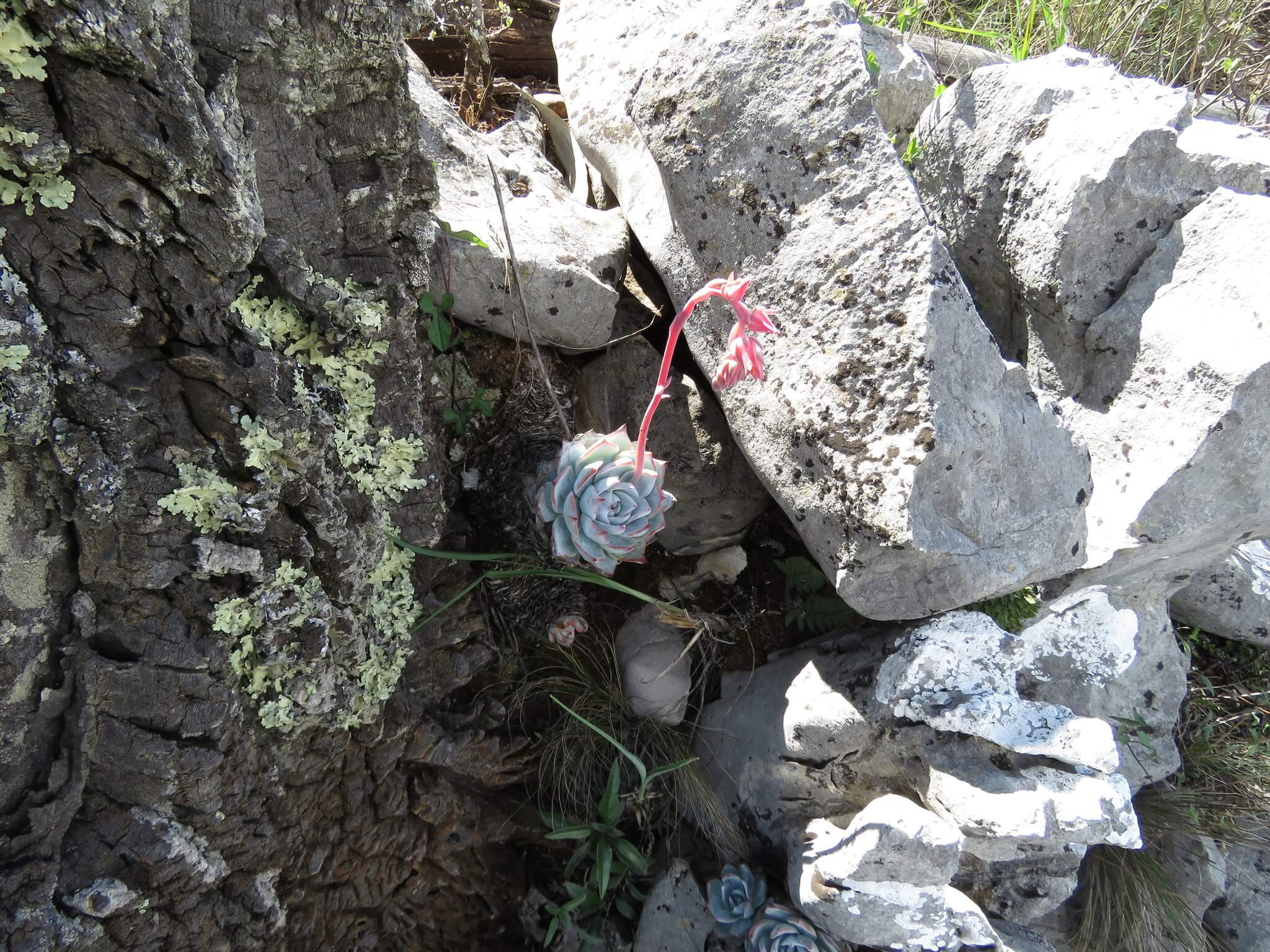 Echeveria desmetiana